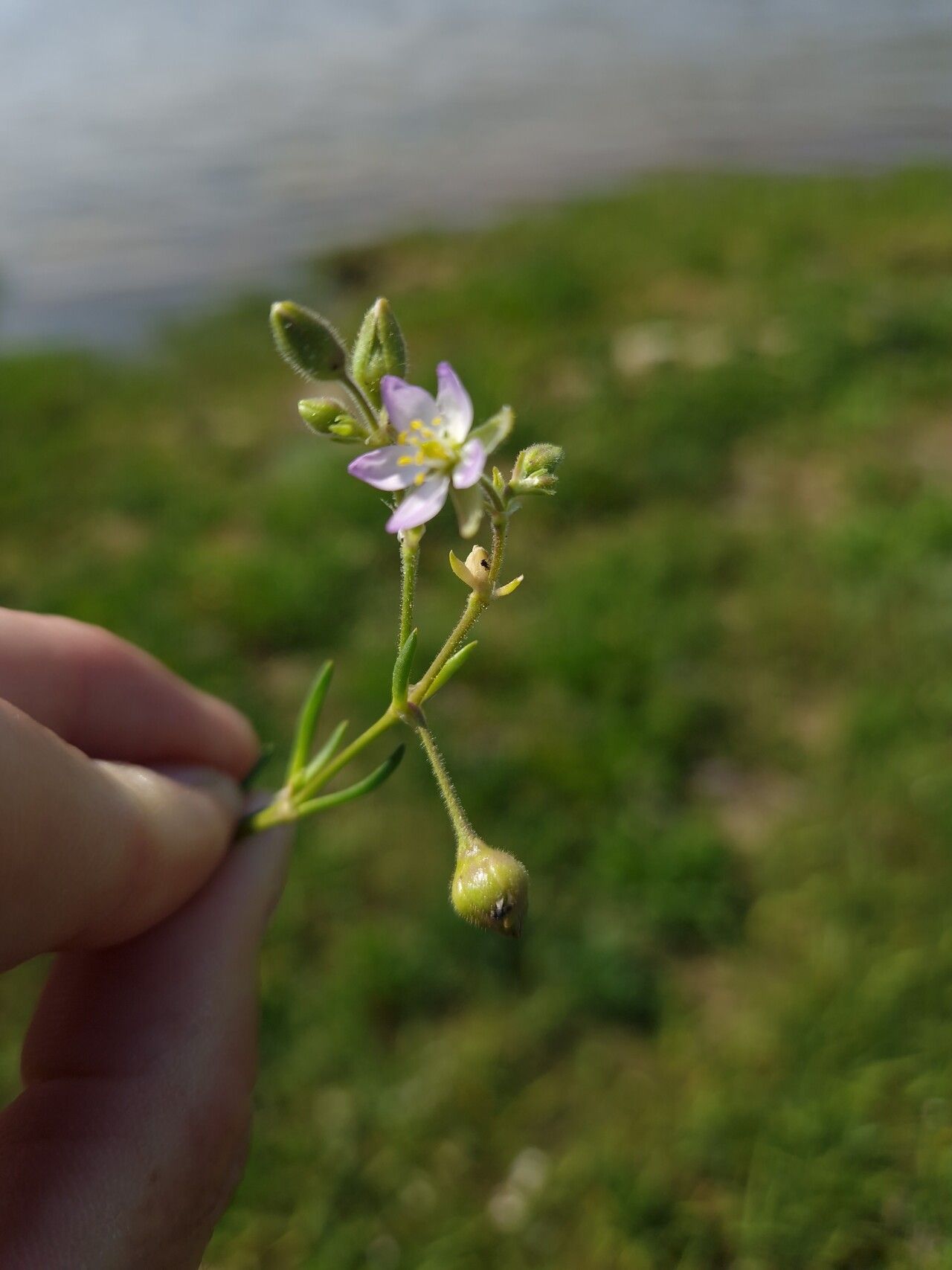 Spergularia media flower