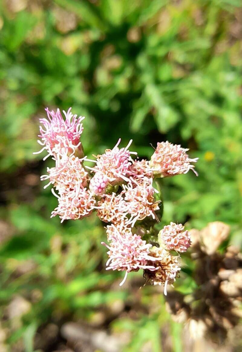 Eupatorium tanacetifolium flower