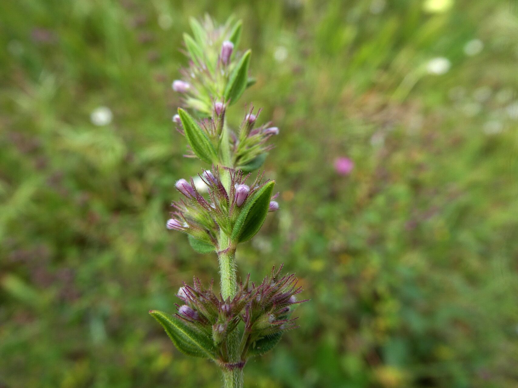 Micromeria graeca — houseplant care guide