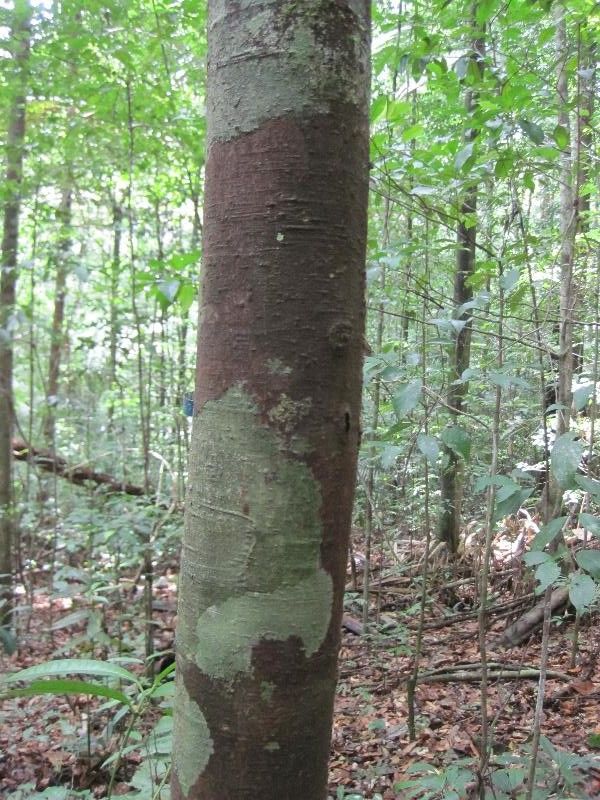 Licaria chrysophylla habit