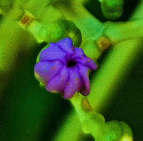 Anthocleista amplexicaulis flower