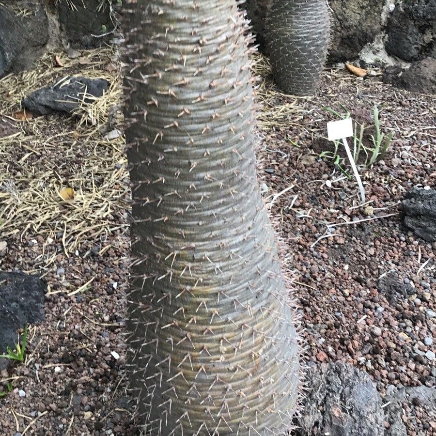 Pachypodium geayi bark