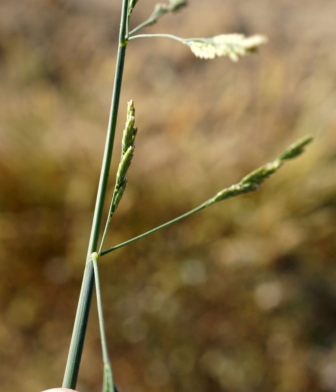 Cutandia maritima flower