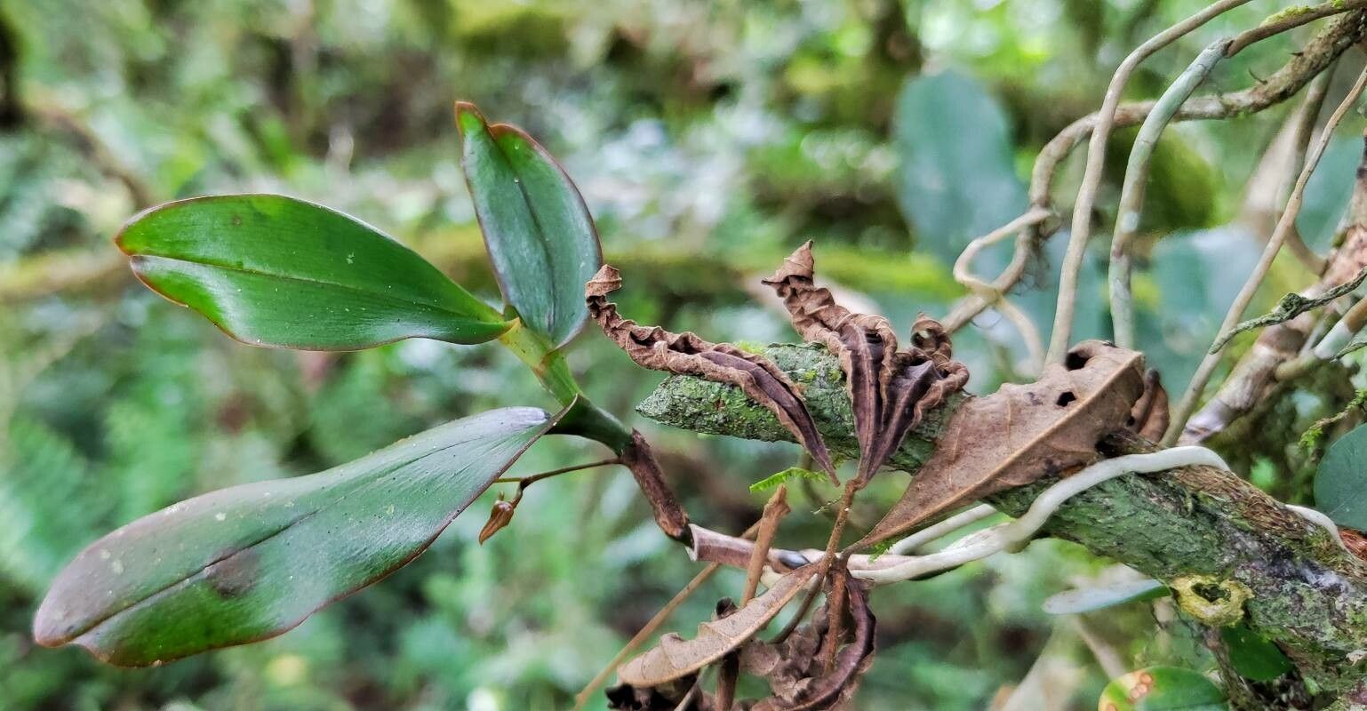 Angraecum claessensii habit