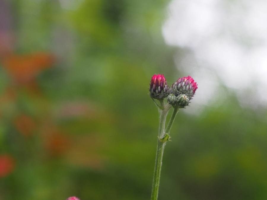 Cirsium tuberosum flower