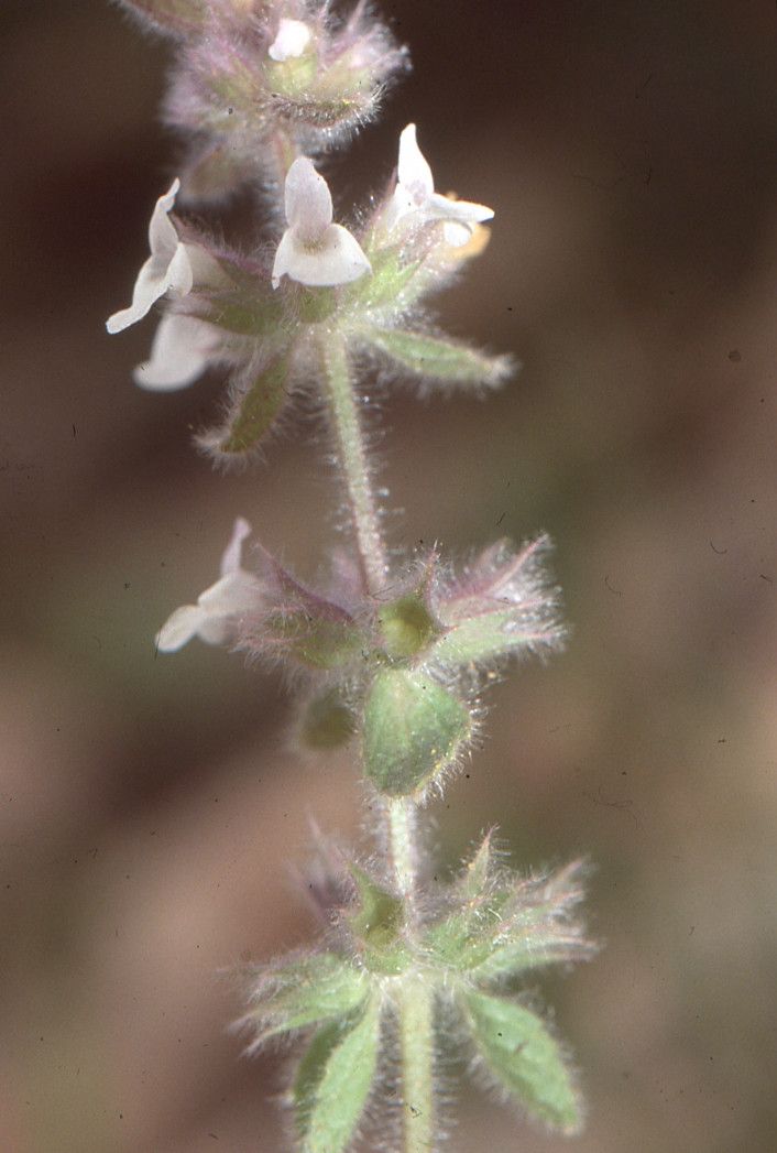 Sideritis cossoniana flower