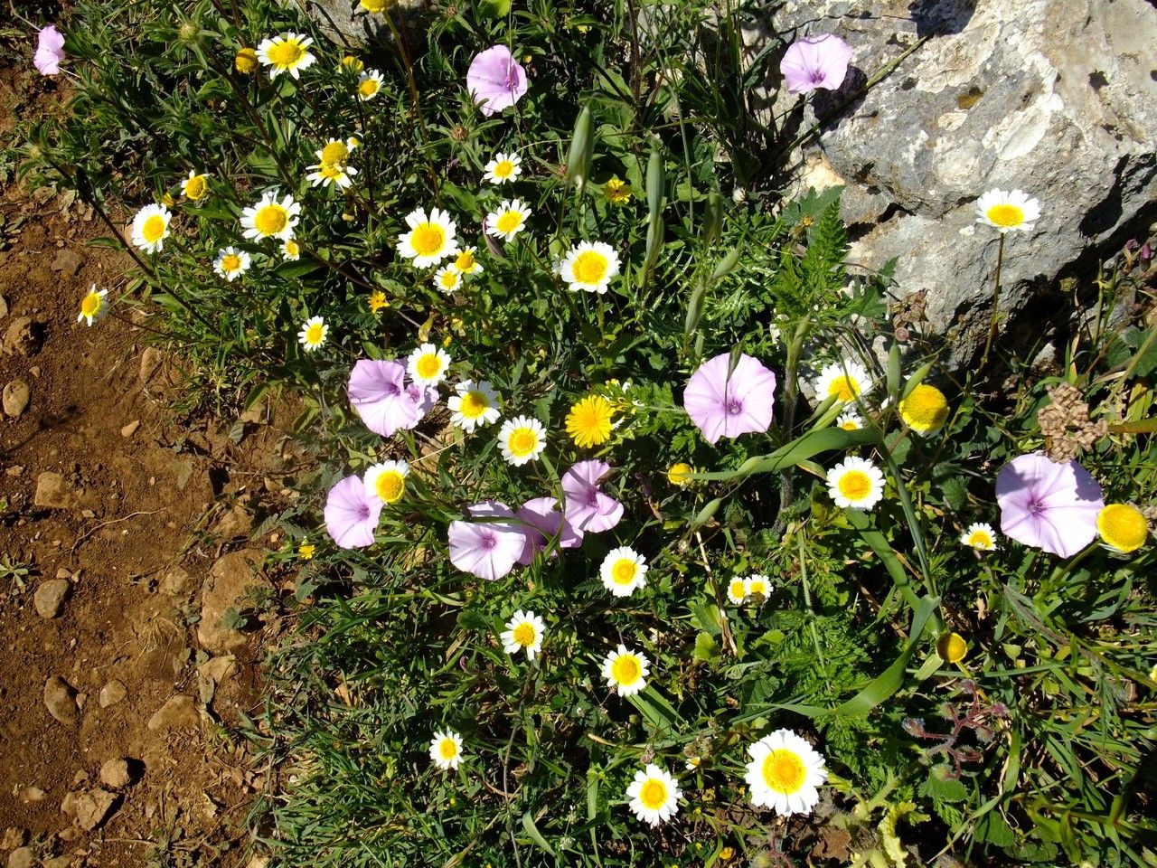 Convolvulus thunbergii habit