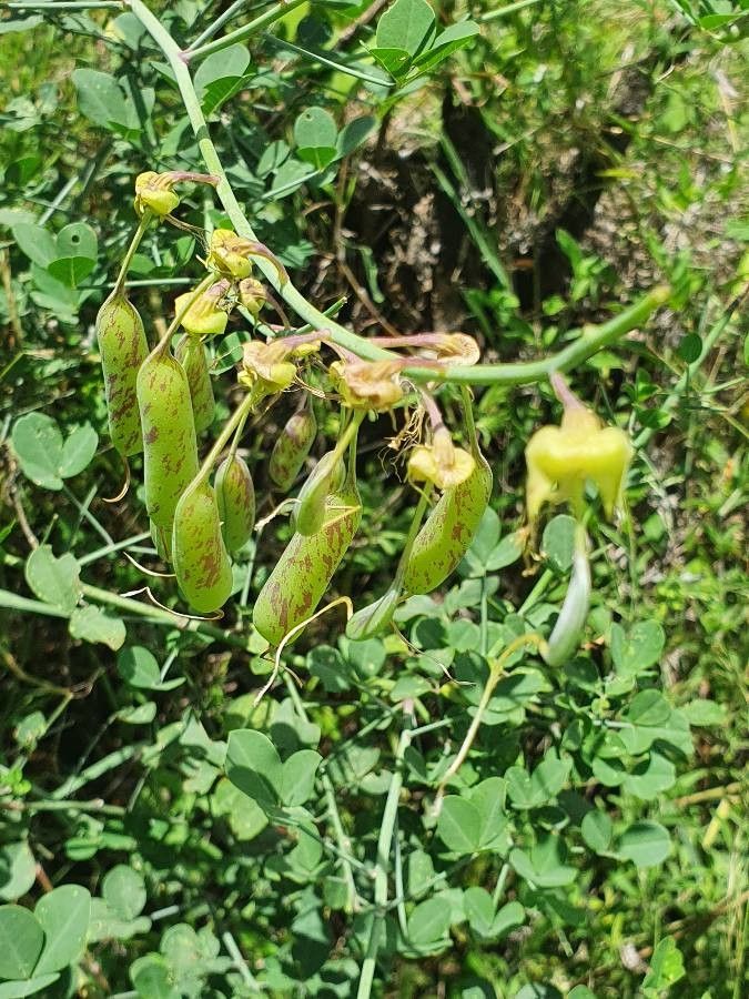 Crotalaria laburnifolia fruit