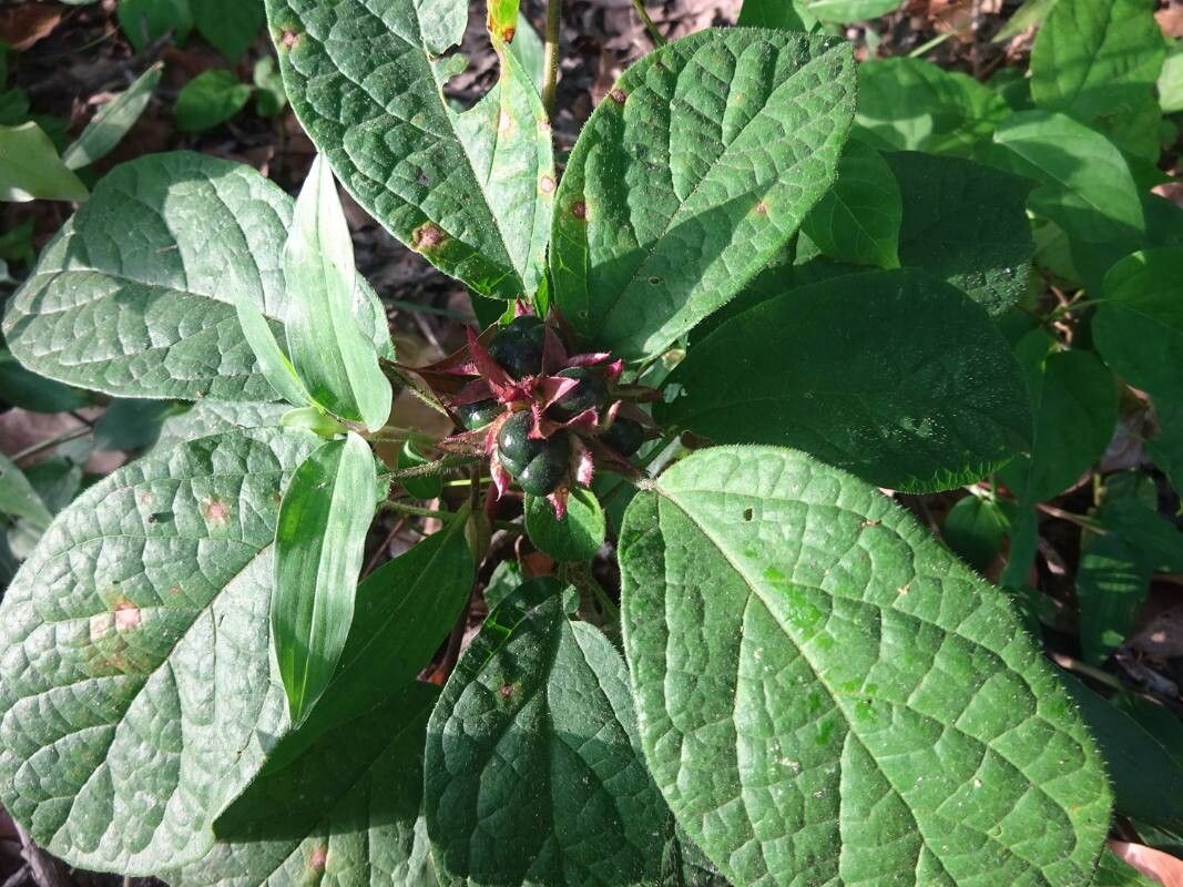 Clerodendrum capitatum fruit
