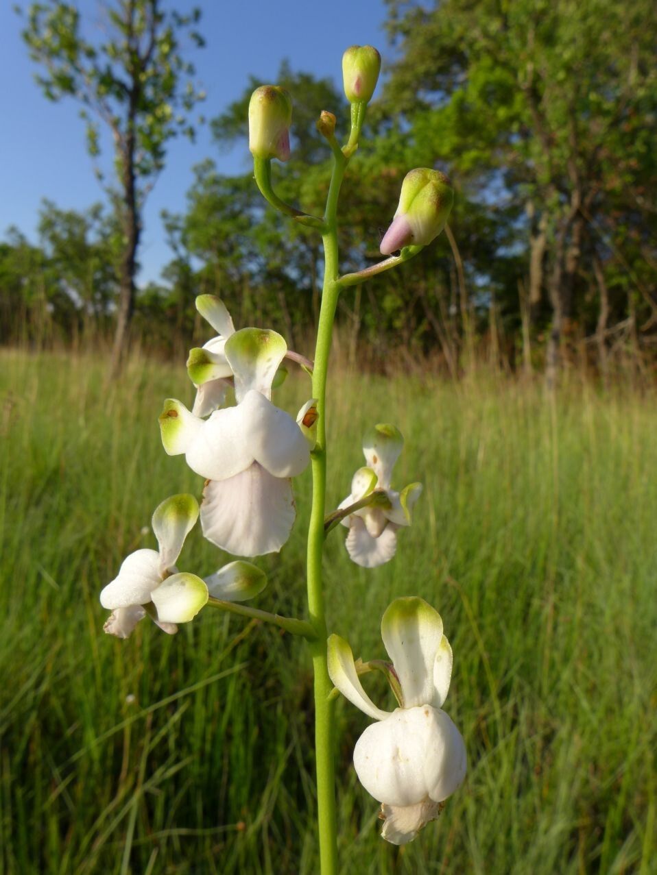 Eulophia malangana — houseplant care guide