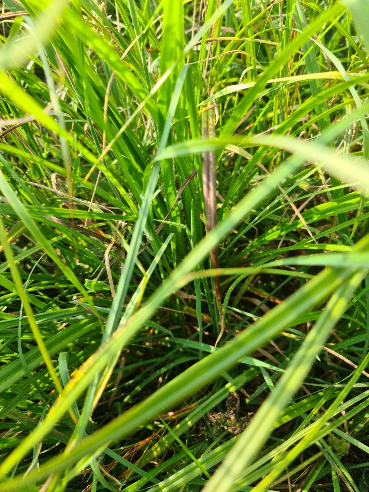 Carex atherodes — search result for 'Carex'