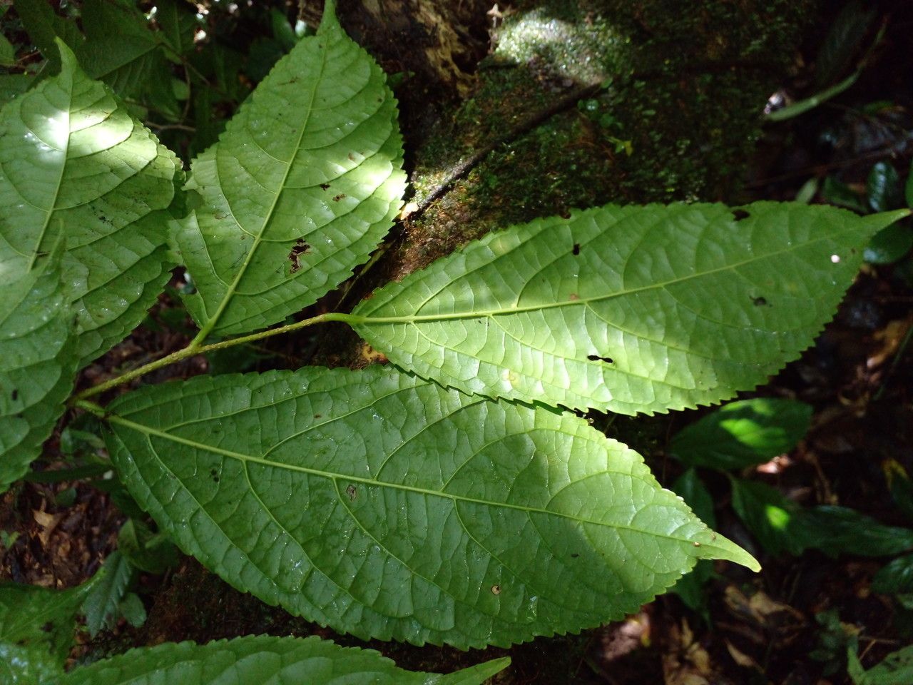 Xylosma oligandra — search result for 'Xylosma'