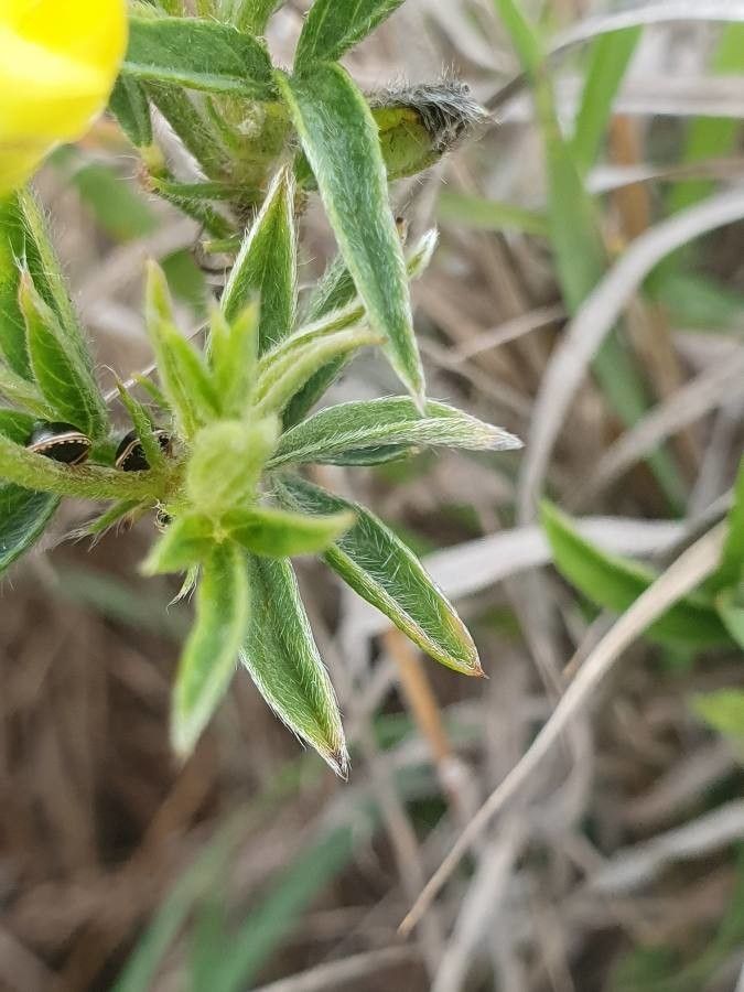 Crotalaria deserticola — houseplant care guide
