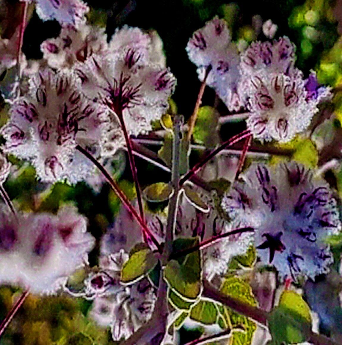 Condea laniflora — houseplant care guide