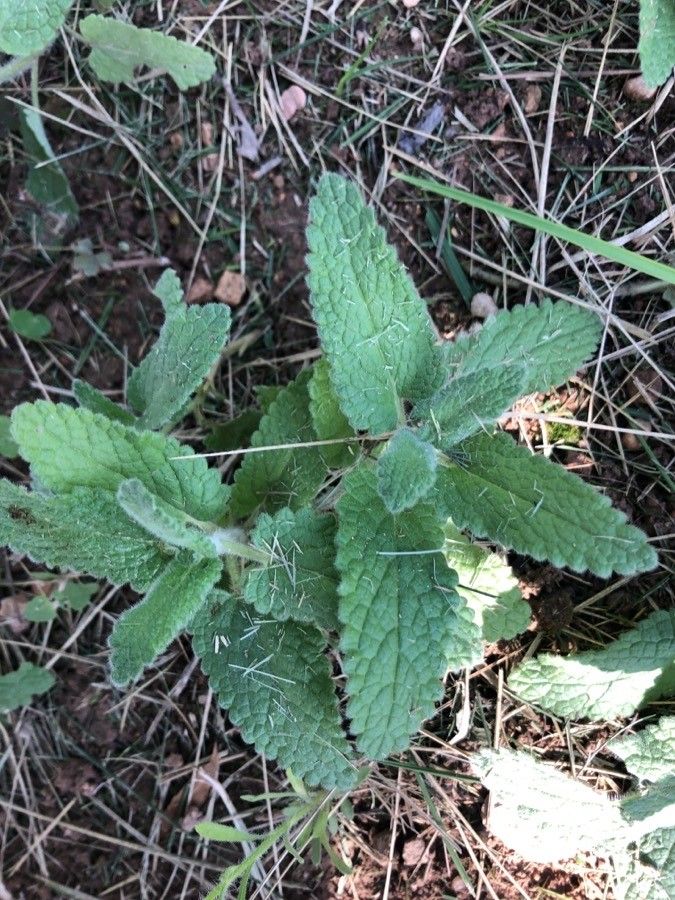 Nepeta caerulea — search result for 'Nepeta'