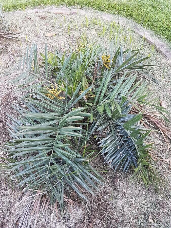 Syagrus microphylla habit