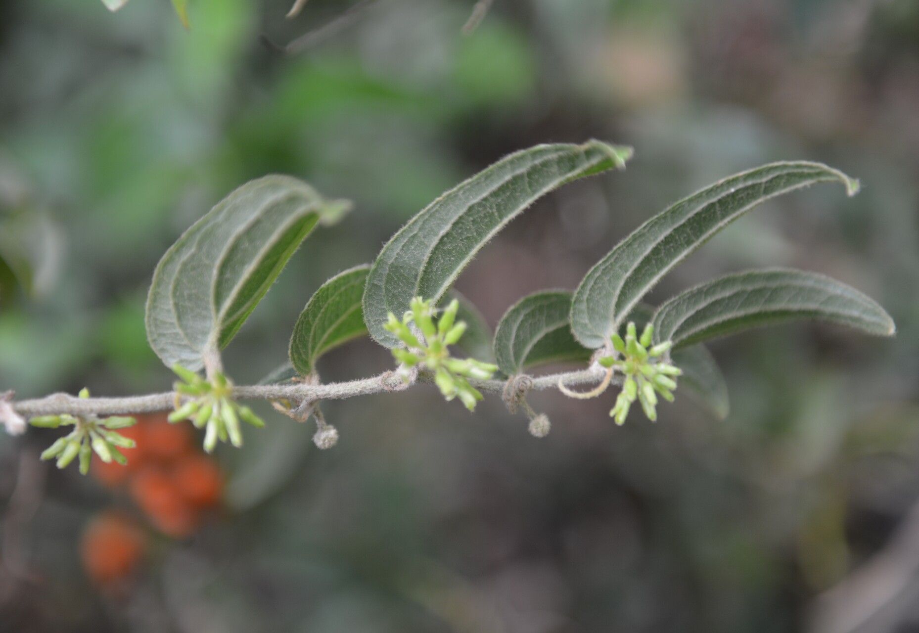 Smilax mollis — search result for 'Smilax'