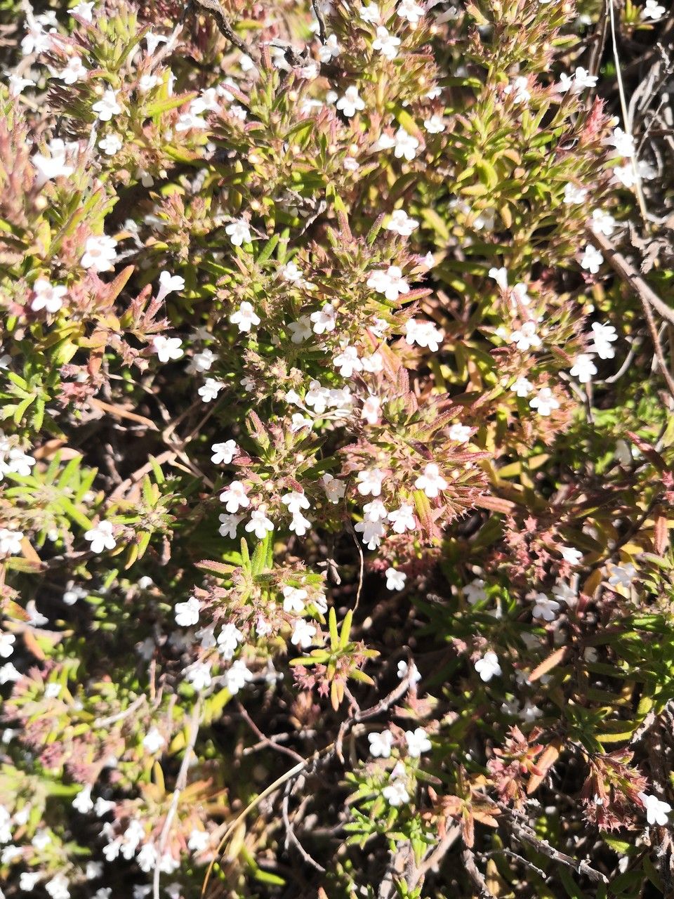 Micromeria varia flower