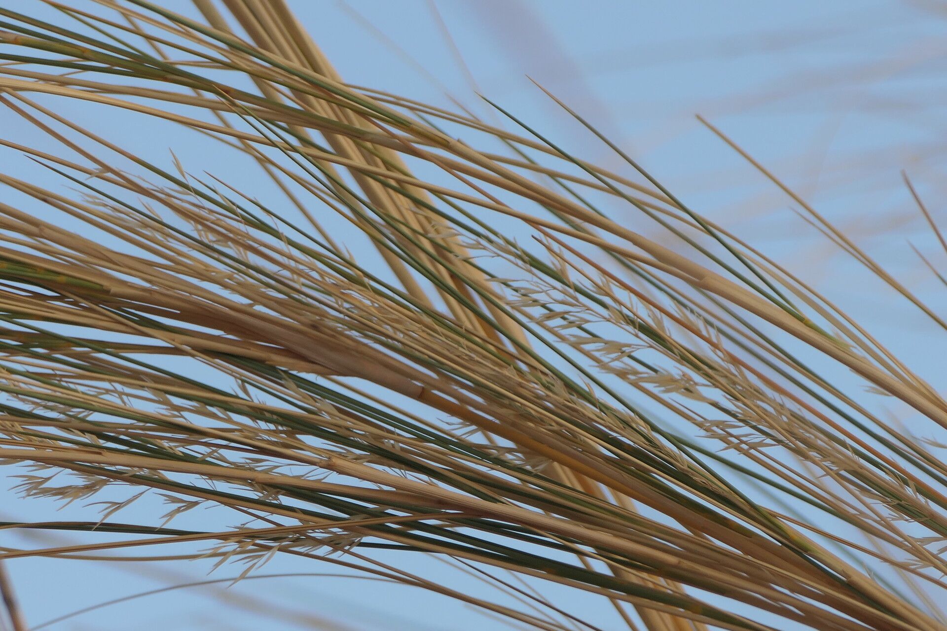 Stipagrostis sabulicola — houseplant care guide