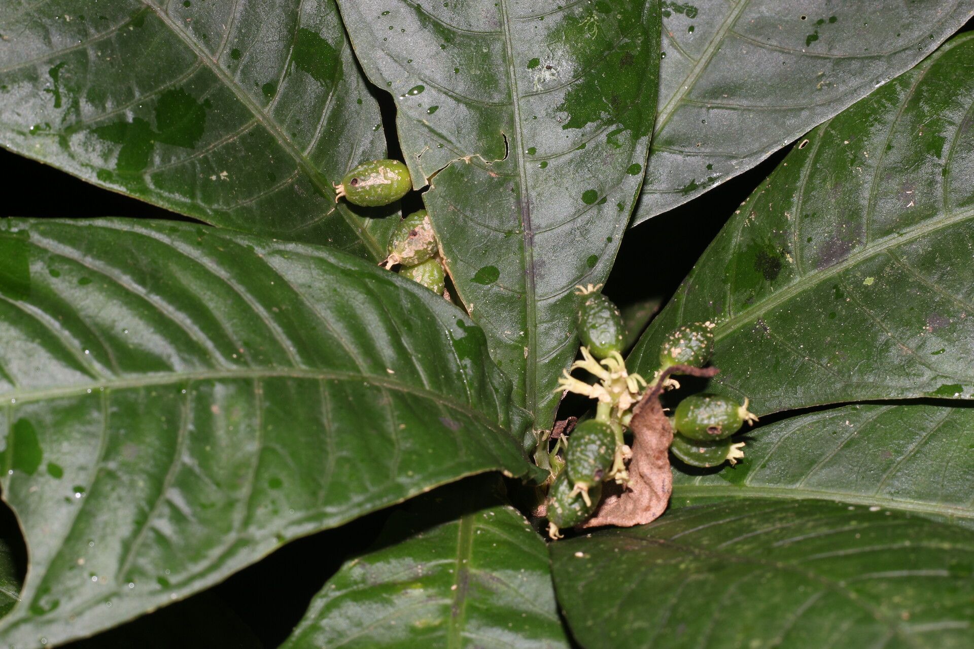 Psychotria alfaroana fruit