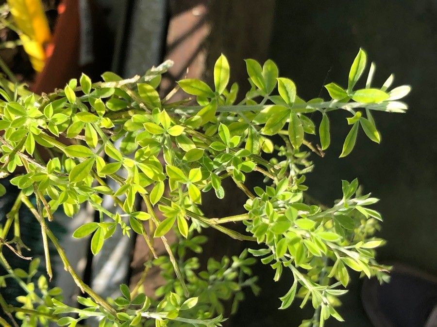 Genista spachiana — search result for 'Genista'