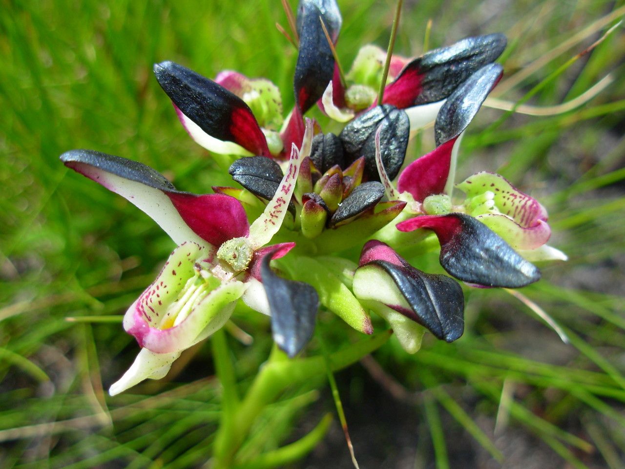 Disa atricapilla — related species from the same genus