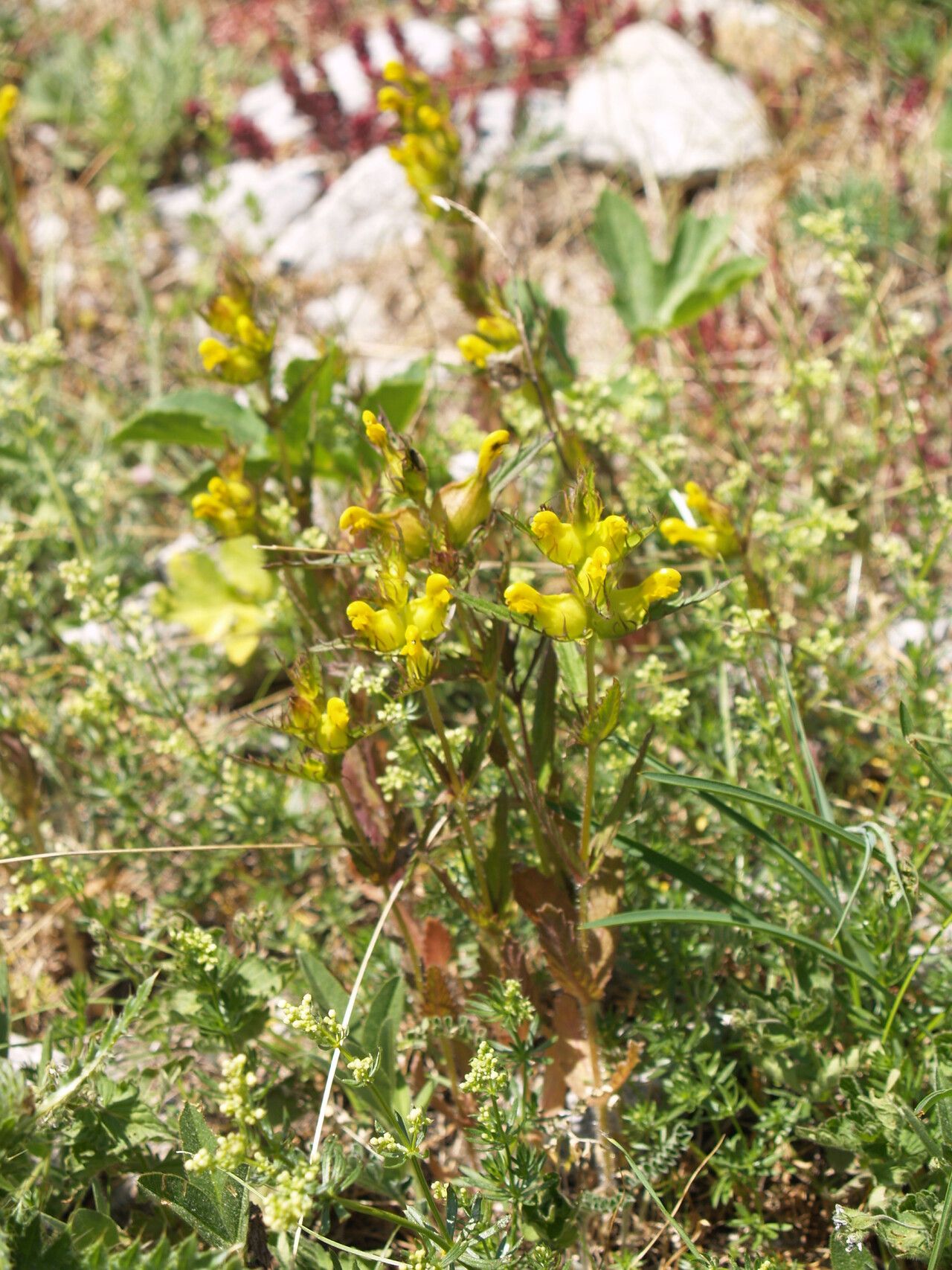 Rhinanthus javorkae habit