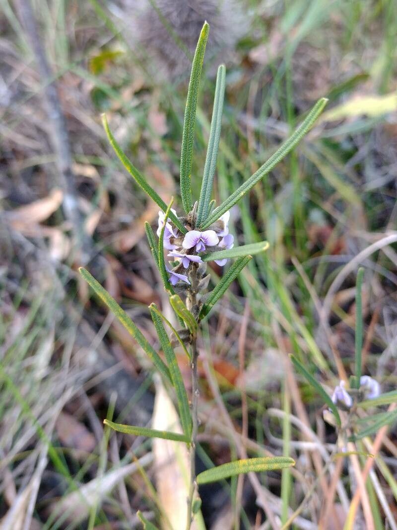 Hovea linearis habit