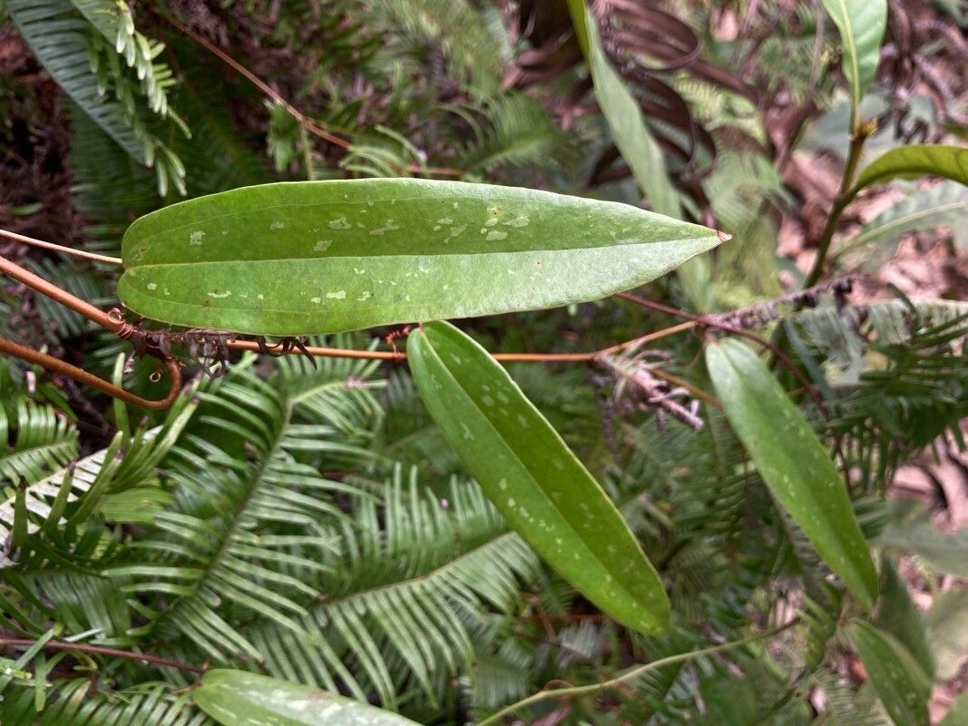 Smilax glabra leaf