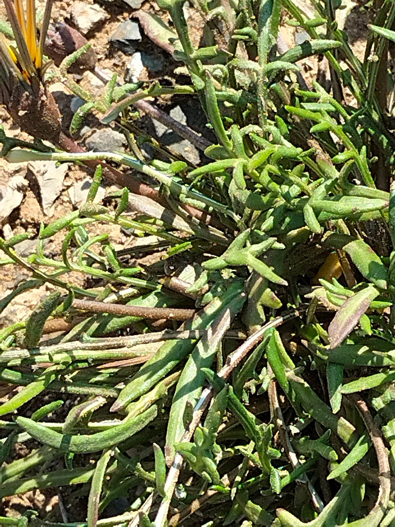 Gazania krebsiana leaf