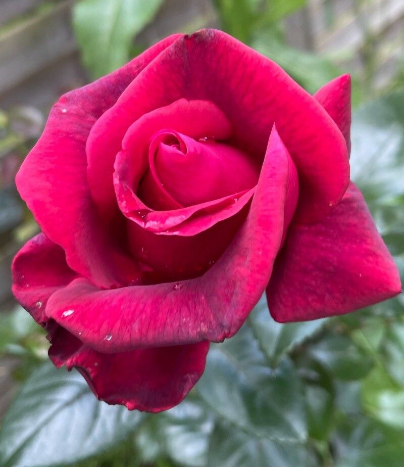 Rosa × odorata flower