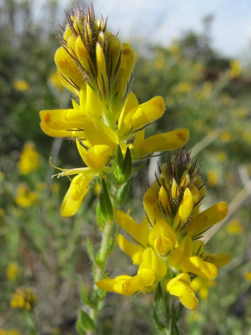 Genista tournefortii flower