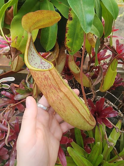 Nepenthes sanguinea other