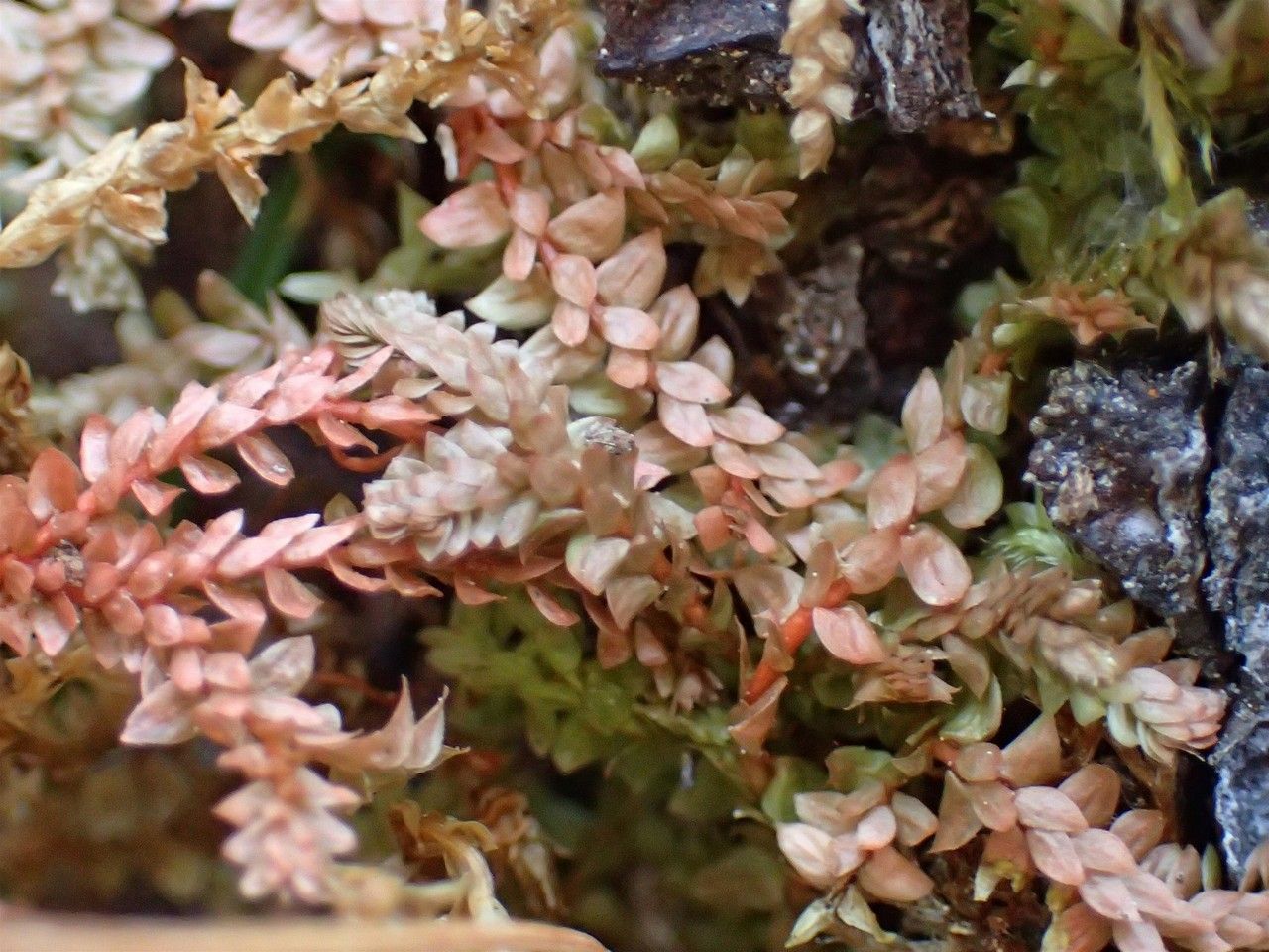 Selaginella helvetica flower