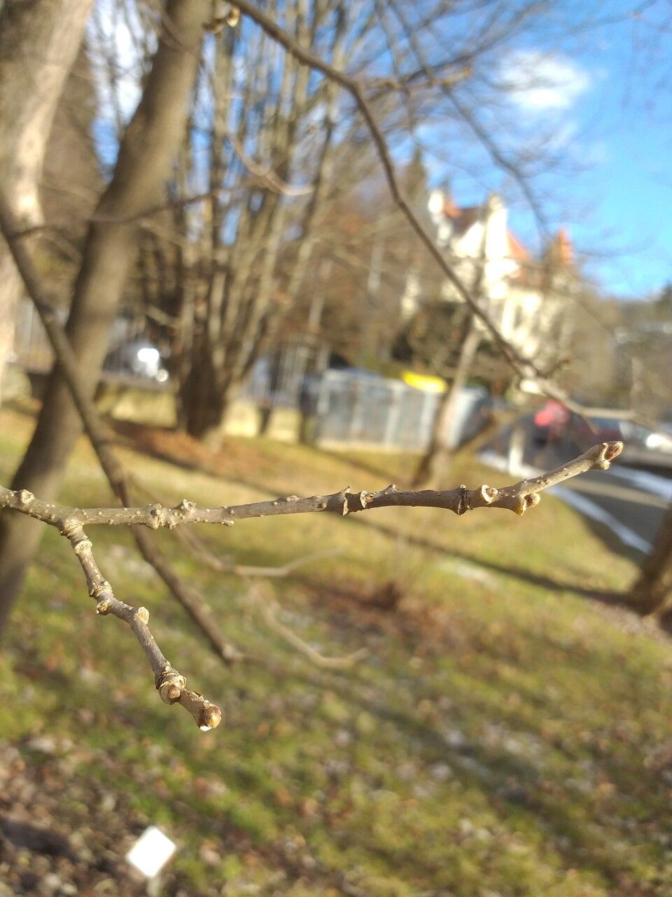 Poliothyrsis sinensis bark