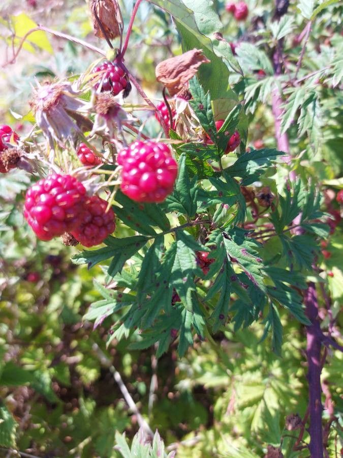 Rubus laciniatus fruit
