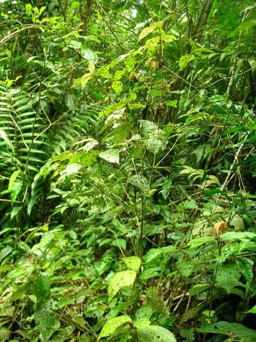 Miconia calocoma habit