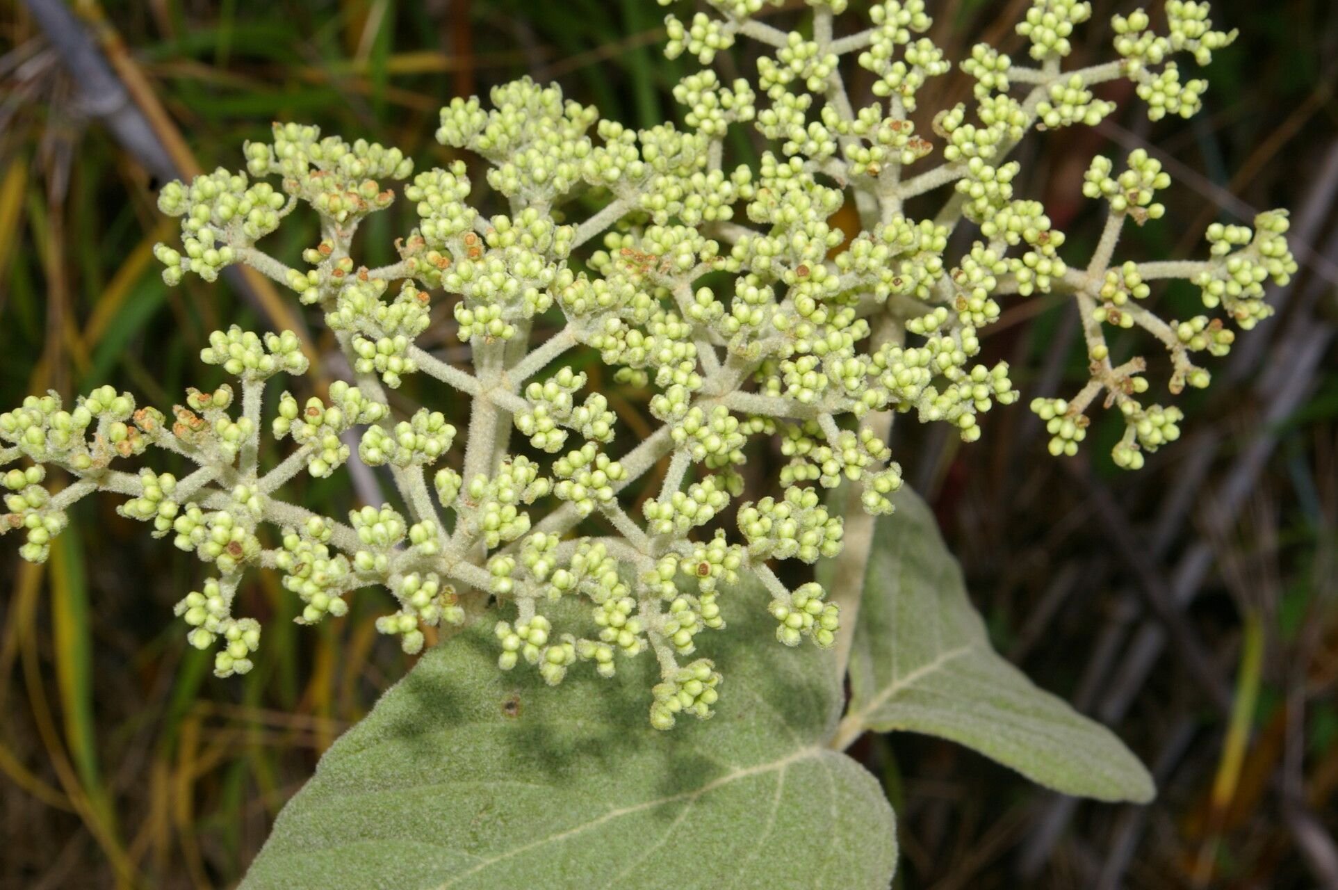 Viburnum stellatotomentosum — search result for 'Viburnum'