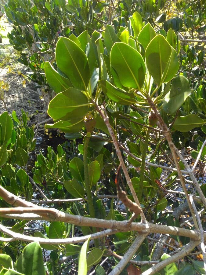 Rhizophora stylosa — soil improver houseplant