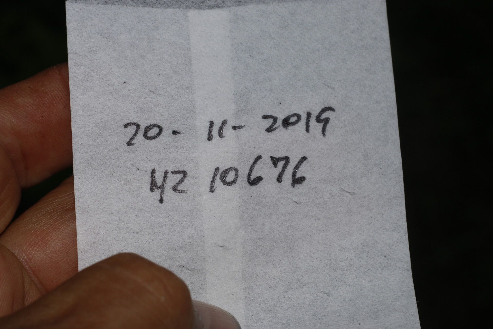 Cassipourea killipii other