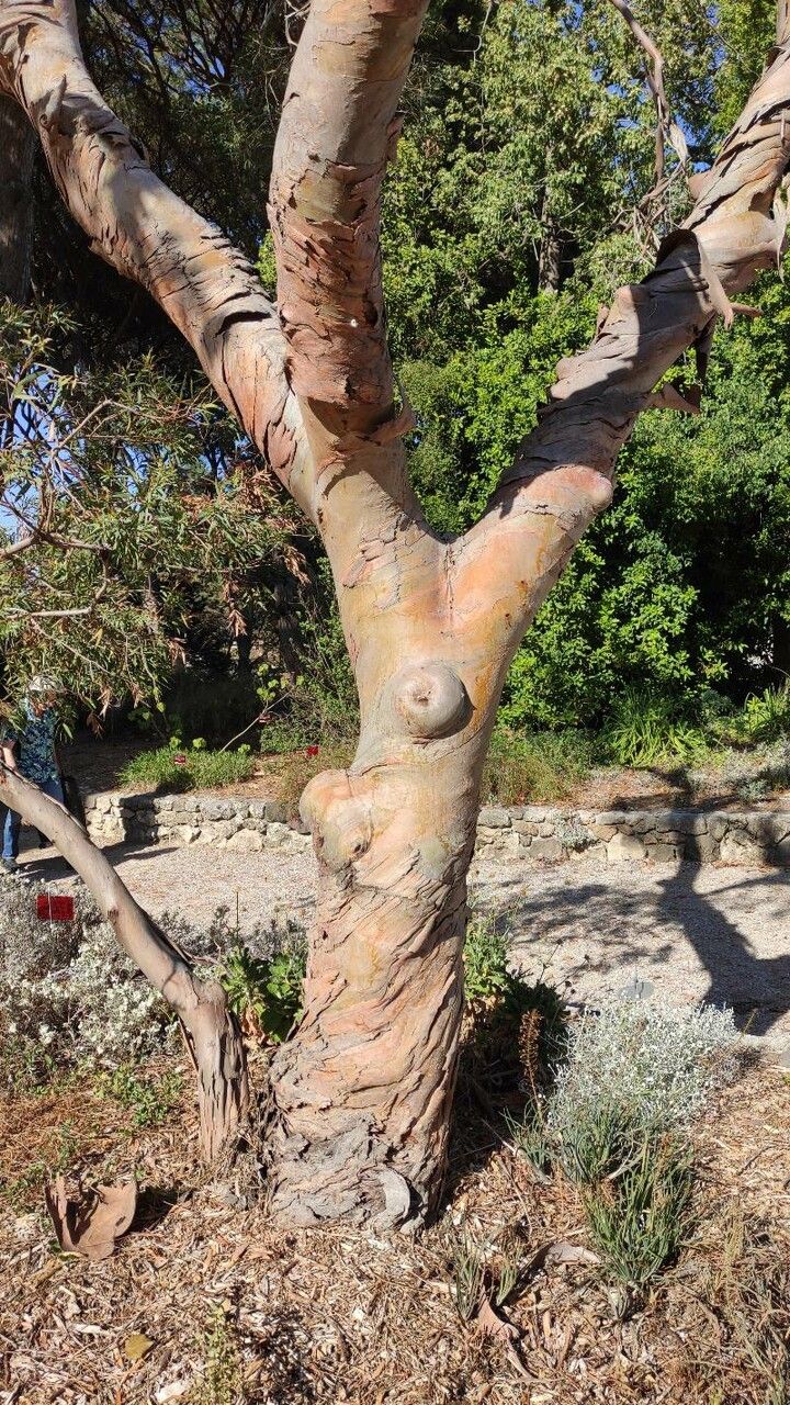 Eucalyptus parvula habit