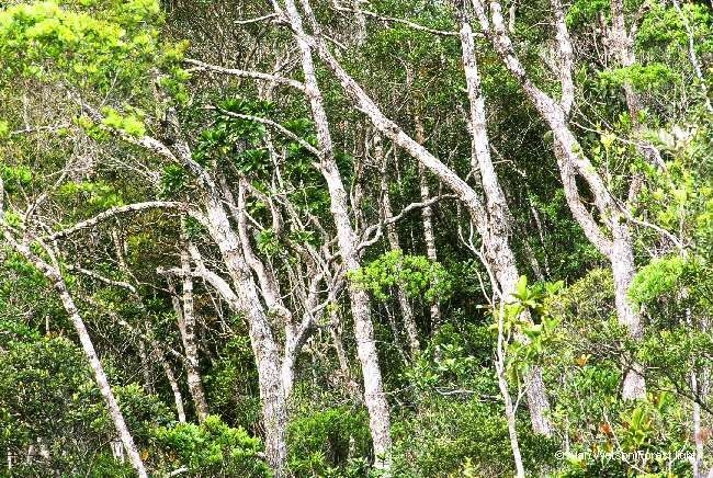 Nothofagus discoidea — search result for 'Nothofagus'