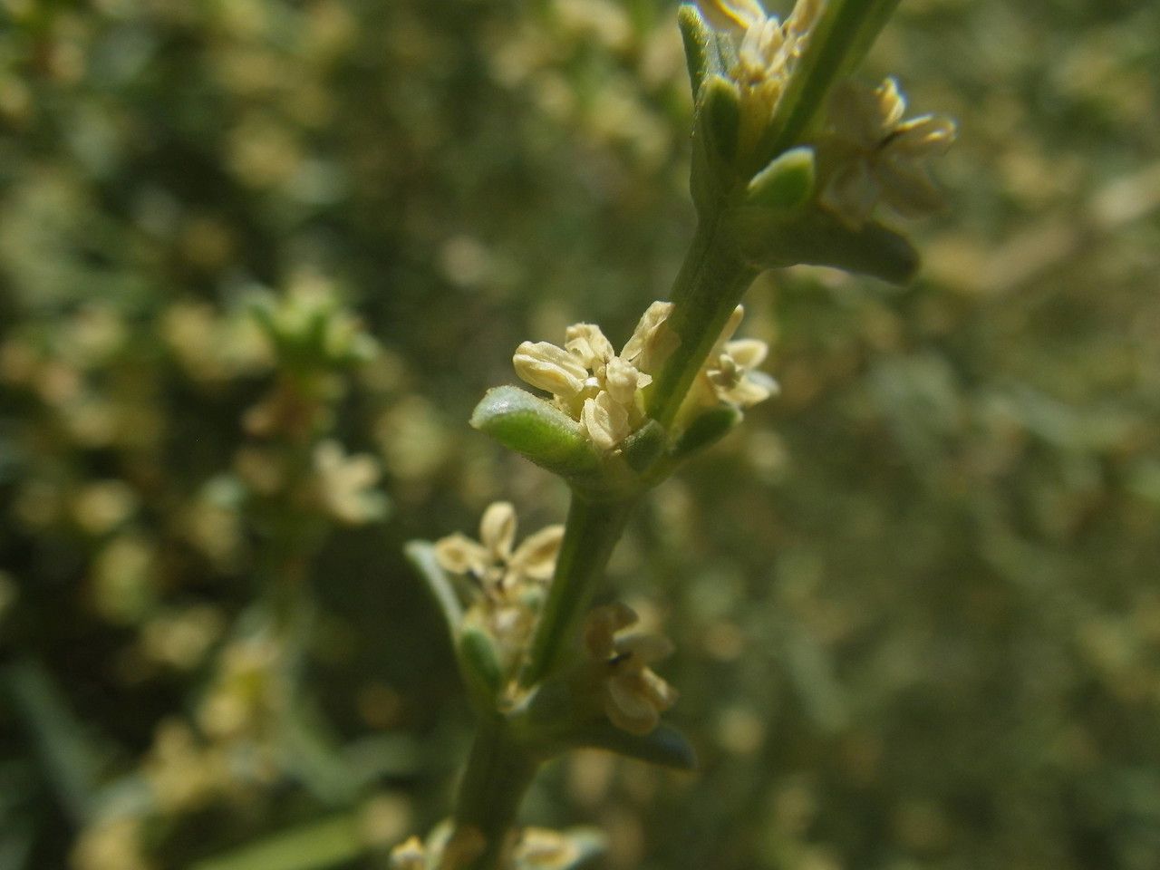 Salsola verticillata flower