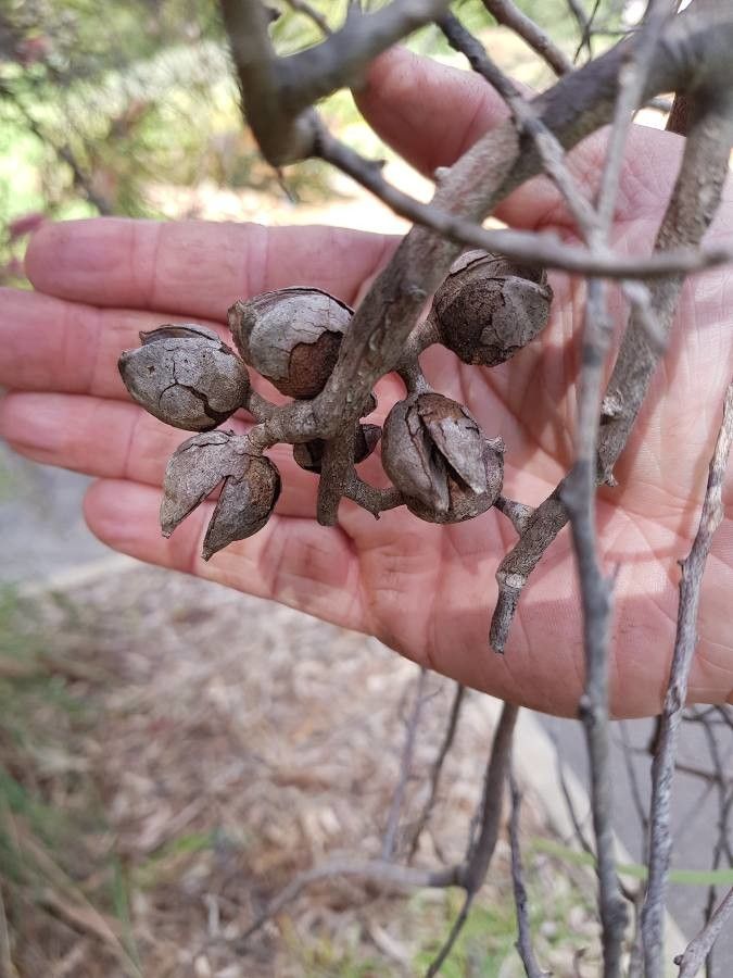 Hakea multilineata fruit