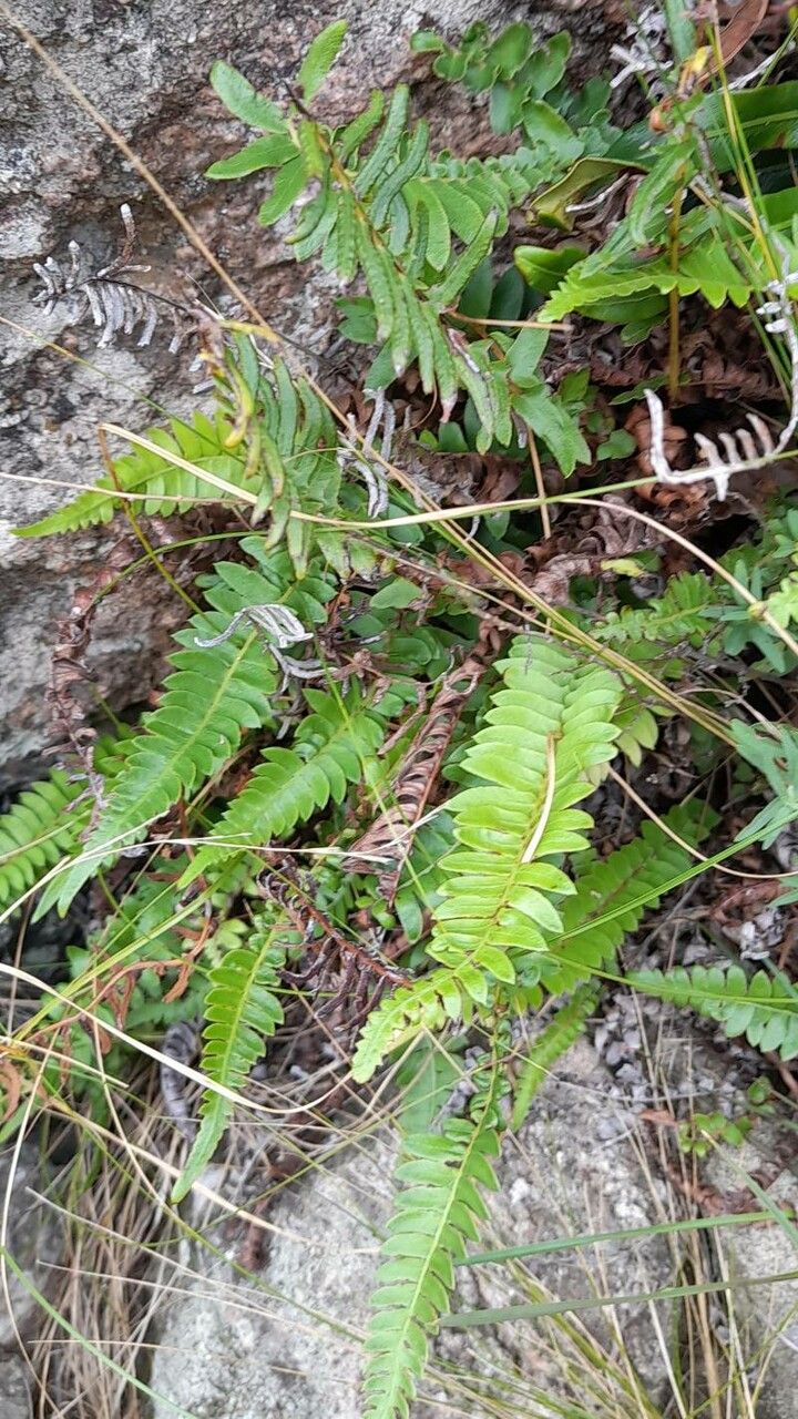 Blechnum cordatum habit