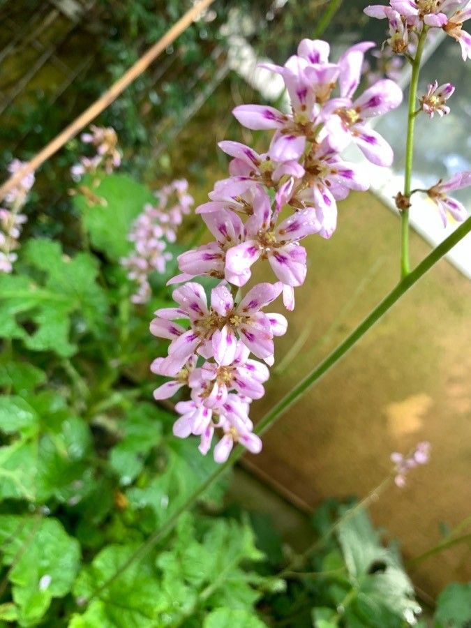 Francoa appendiculata flower