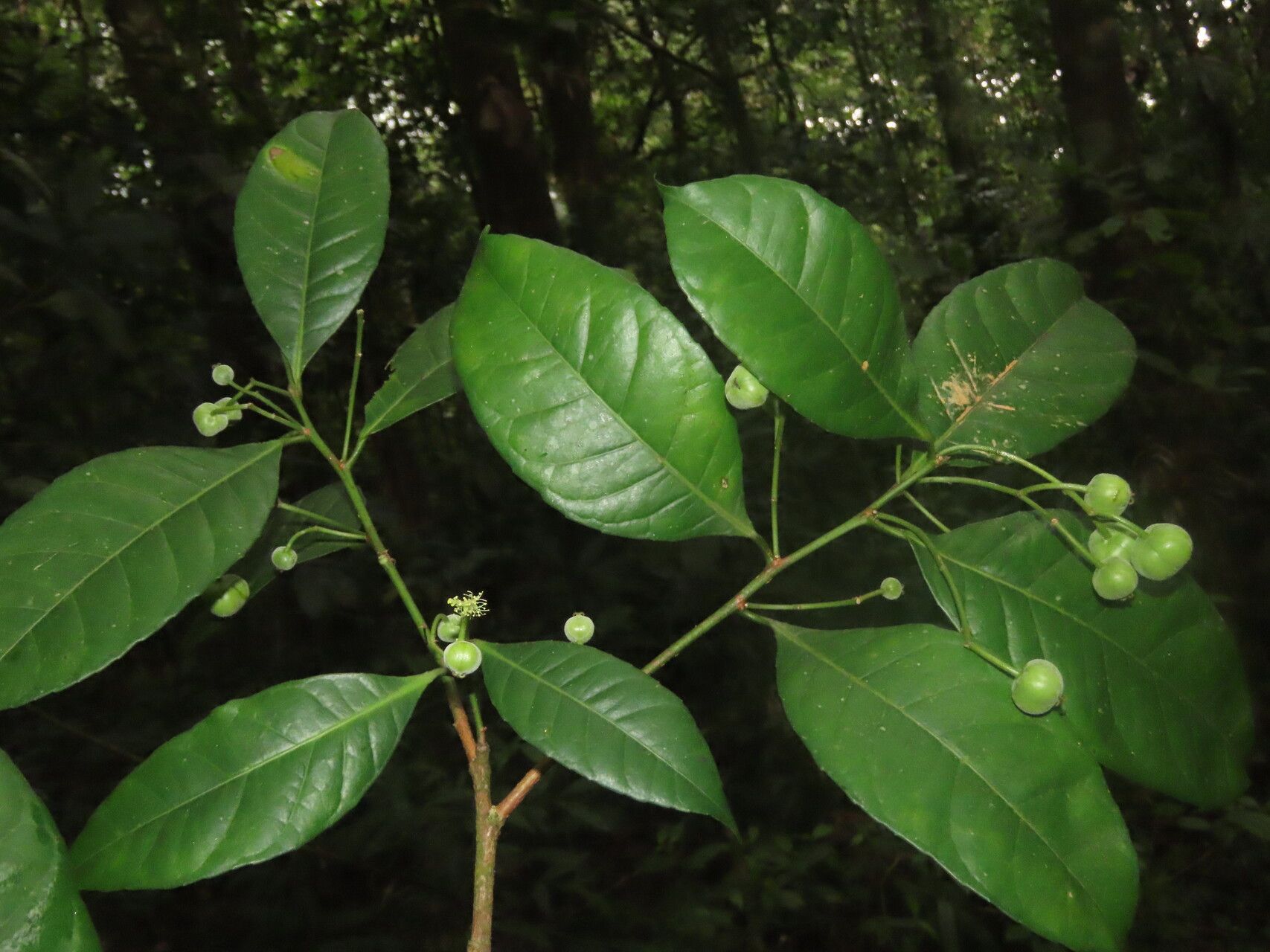 Gymnanthes riparia — related species from the same genus