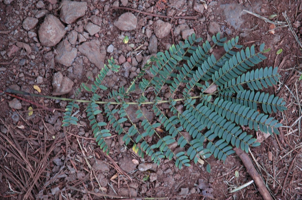 Falcataria moluccana leaf
