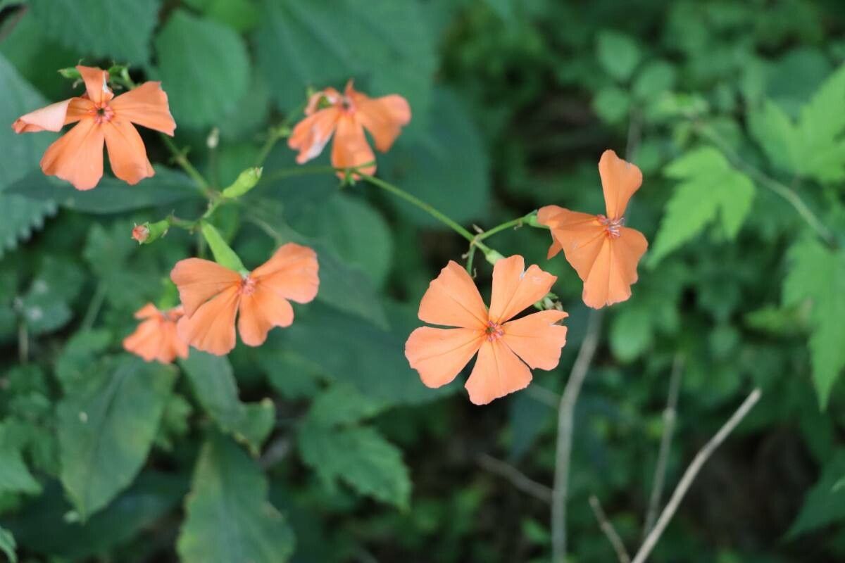 Silene miqueliana flower
