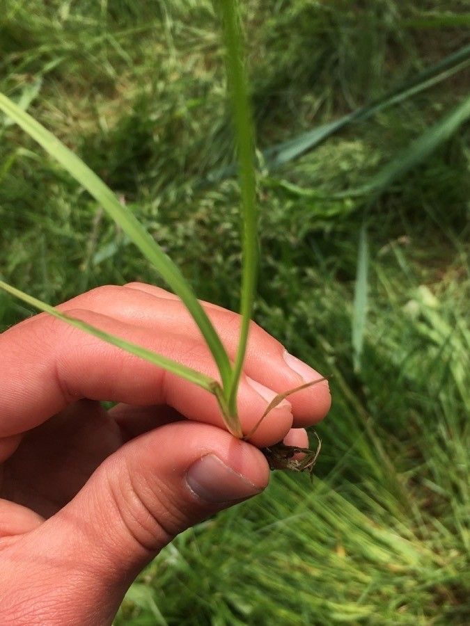 Carex canescens leaf
